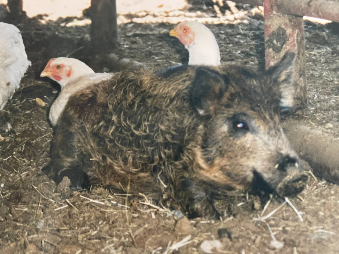 A Pig Named Sport