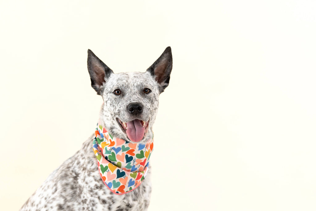 Pup Package: Hearts Bandana Edition