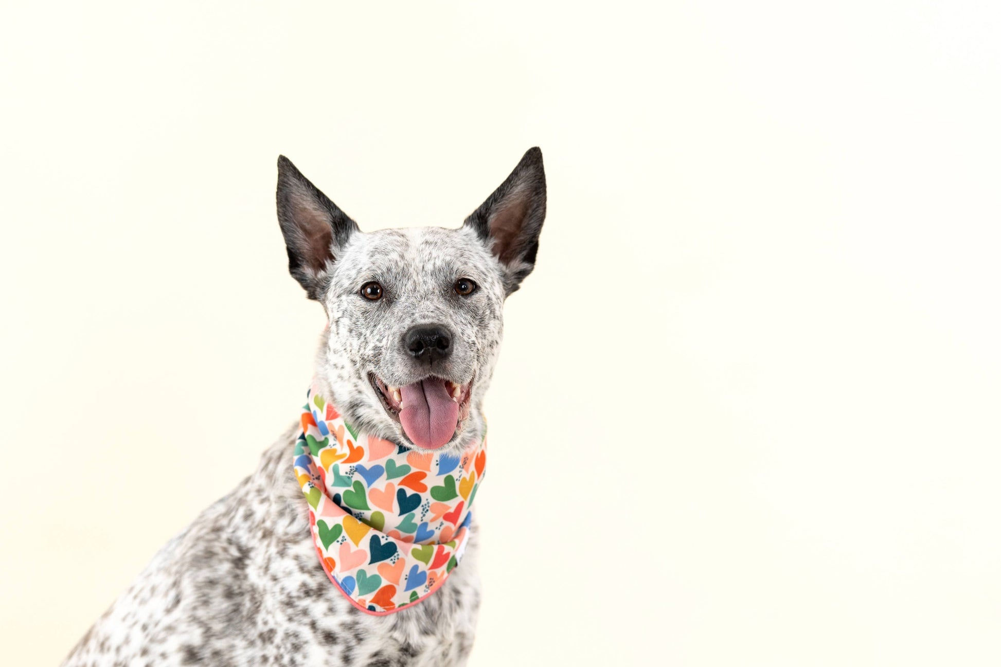 Pup Package: Hearts Bandana Edition